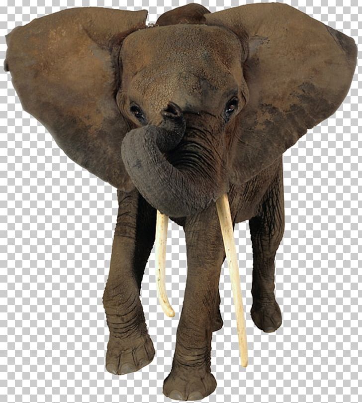 African Bush Elephant African Forest Elephant Nose PNG, Clipart, African Bush Elephant, African Elephant, African Forest Elephant, Animals, Computer Icons Free PNG Download