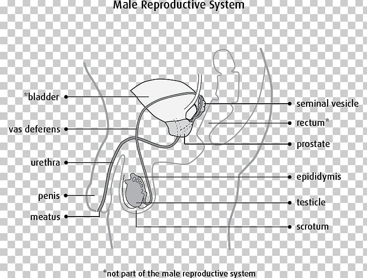 Female Reproductive System Scrotum PNG, Clipart, Angle, Arm, Black And White, Cancer, Cartoon Free PNG Download