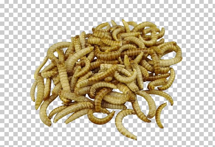 Mealworm Beetle Larva Food PNG, Clipart, Ant, Baking, Beetle, Flour, Flour Beetle Free PNG Download