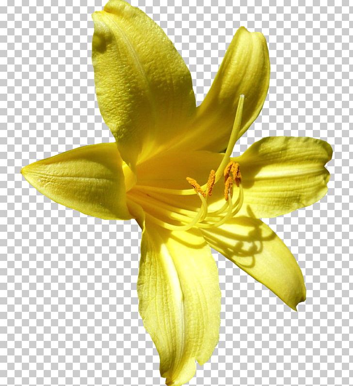 Photography Video TinyPic PNG, Clipart, Amaryllis Family, Closeup, Daylily, Flower, Flowering Plant Free PNG Download