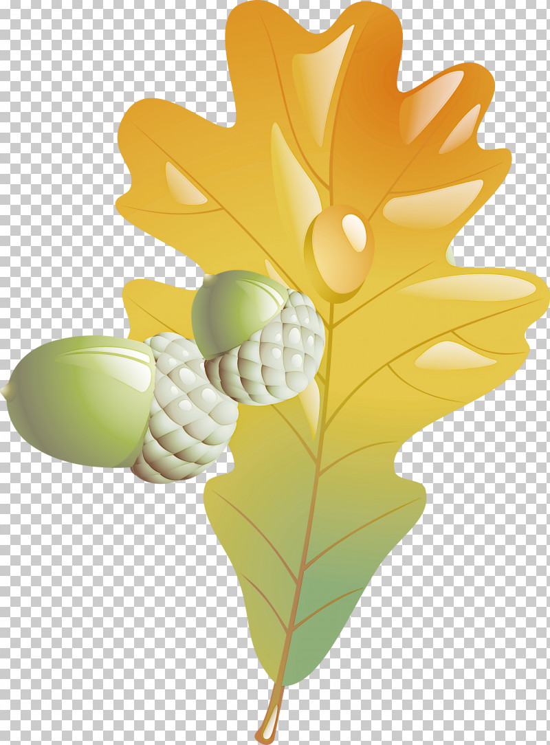 Leaf Yellow Plant Flower Tree PNG, Clipart, Flower, Fruit, Grape, Grapevine Family, Leaf Free PNG Download