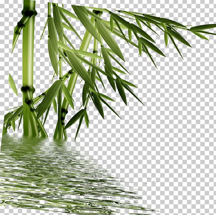 Bamboo Digital Watermarking PNG, Clipart, Bamboo Border, Bamboo Frame, Bamboo Leaf, Bamboo Leaves, Bamboo Tree Free PNG Download
