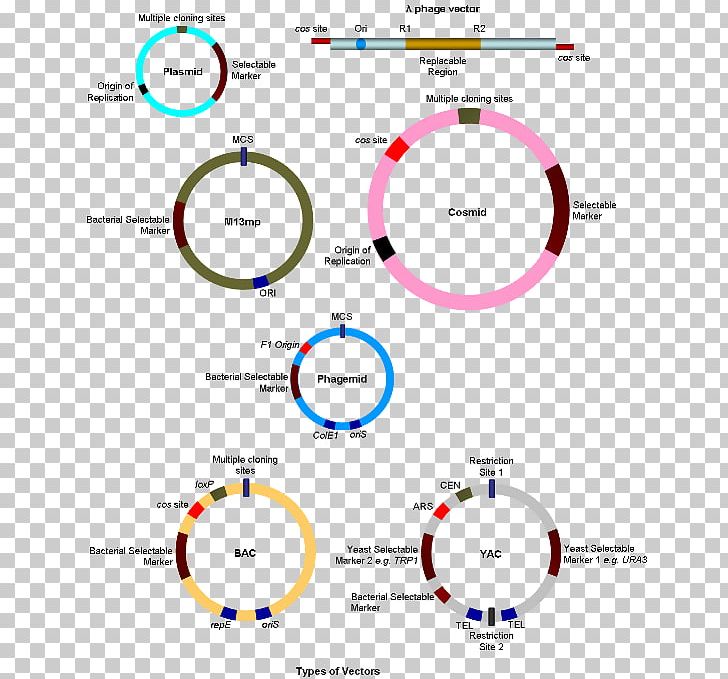 Cloning Molecular Cloning Gene PNG, Clipart, Angle, Area, Art, Brand, Cell Free PNG Download