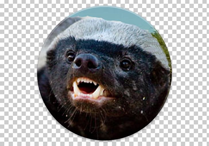 The Crazy Nastyass Honey Badger European Badger Weasels PNG, Clipart, Animal, App, Badger, Carnivores, European Badger Free PNG Download