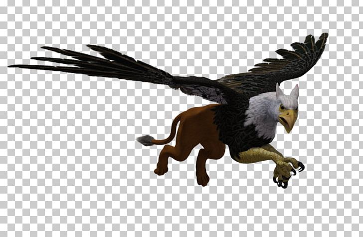 Bird Bald Eagle Animal PhotoScape PNG, Clipart, Accipitriformes, Animal, Animal Figure, Bald Eagle, Beak Free PNG Download