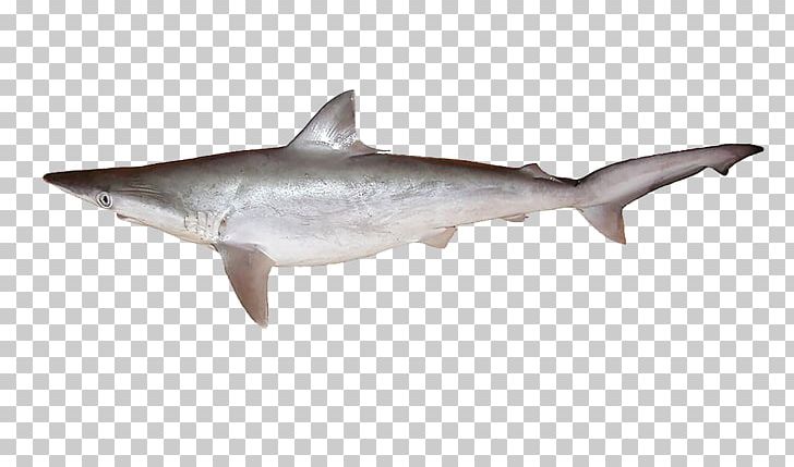 Common Smooth-hound Starry Smooth-hound Grey Smooth-hound Spotless Smooth-hound Requiem Shark PNG, Clipart, Alamy, Animals, Cartilaginous Fish, Christmas Star, Cookiecutter Shark Free PNG Download