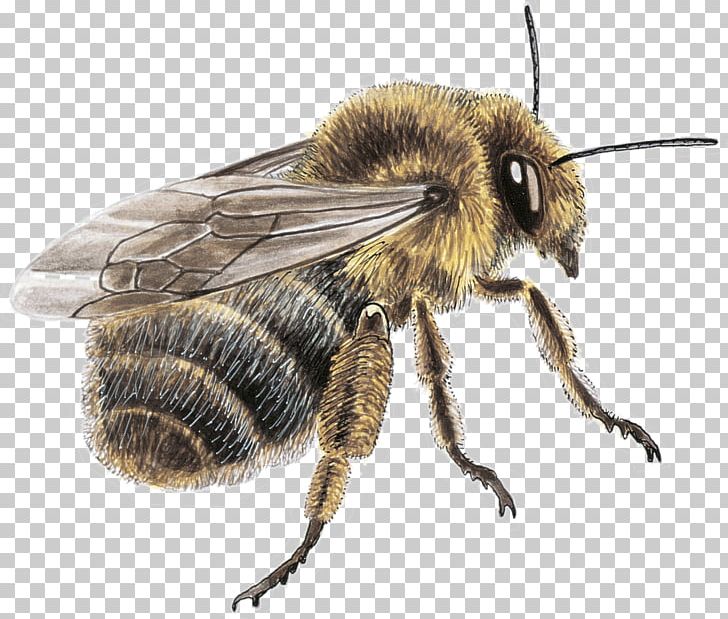 Honey Bee Fond Blanc Mason Bee Yellow Blue PNG, Clipart, Arthropod, Bee, Black, Blue, Bumblebee Free PNG Download