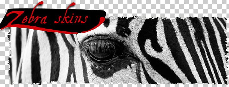 Black And White Cat Zebra Photography PNG, Clipart, Animal, Big Cat, Black And White, Brand, Cat Free PNG Download