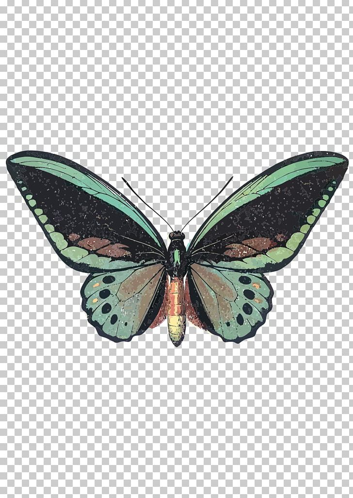 Butterfly Ornithoptera Priamus Birdwing Insect Morpho Peleides PNG, Clipart, Animals, Arthropod, Attacus Atlas, Brush Footed Butterfly, Butterflies And Moths Free PNG Download