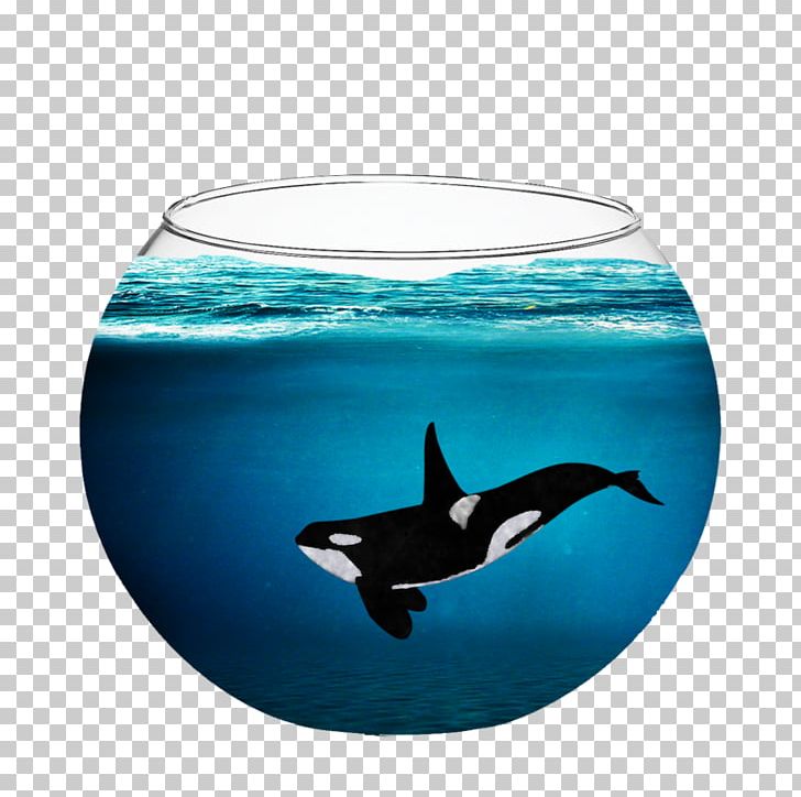 Captive Killer Whales Dolphin Cetacea PNG, Clipart, Animals, Aqua, Bowl, Captive Killer Whales, Cetacea Free PNG Download
