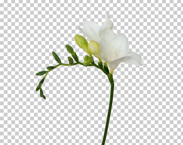 Cut Flowers White Freesia Plant Stem PNG, Clipart, Arabian Jasmine, Branch, Bud, Cut Flowers, Floral Design Free PNG Download