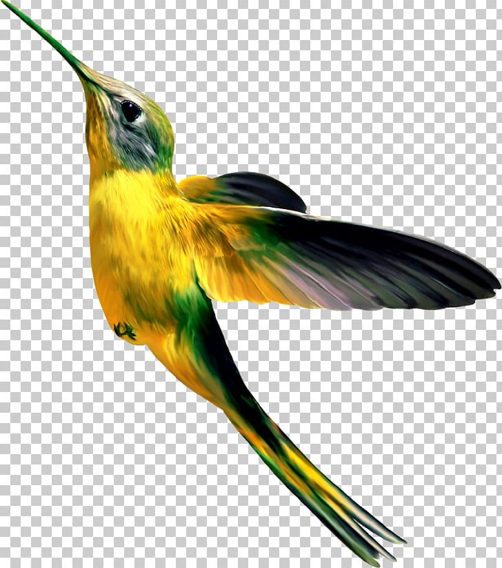 Hummingbird Concepteur PNG, Clipart, Animals, Beak, Bird, Birds, Computer Software Free PNG Download