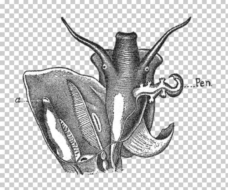 Invertebrate Drawing /m/02csf White Jaw PNG, Clipart, Black And White, Drawing, Horn, Invertebrate, Jaw Free PNG Download