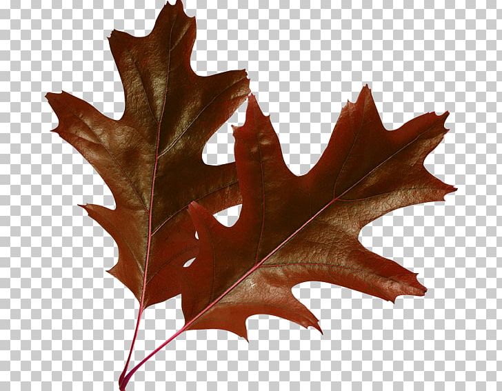 Raster Graphics Leaf Autumn Leaves PNG, Clipart, Autumn Leaves, Broadleaved Tree, Computer Graphics, Image Editing, Leaf Free PNG Download
