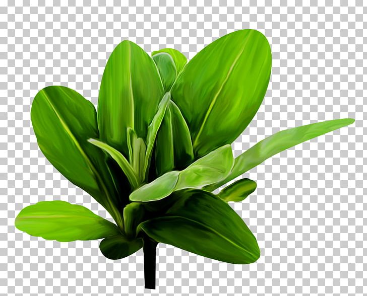 Leaf Plant Stem PNG, Clipart, Art, Elements, Flowerpot, Grass, Leaf Free PNG Download