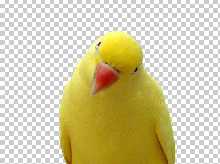 Parrot Bird PNG, Clipart, Animals, Beak, Bird, Blueandyellow Macaw, Common Pet Parakeet Free PNG Download