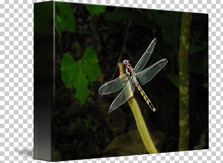 Dragonfly PNG, Clipart, Dragonflies And Damseflies, Dragonfly, Insect, Insects, Invertebrate Free PNG Download