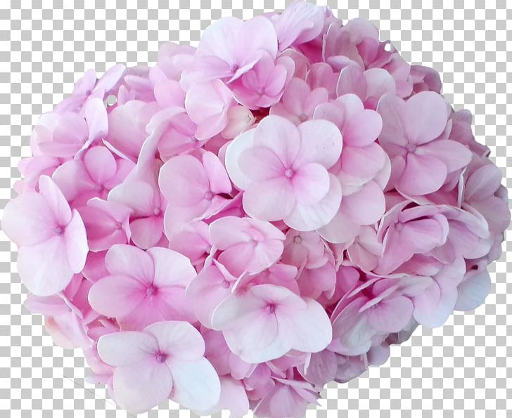 Hydrangea Cut Flowers Pink Peach PNG, Clipart, Color, Cornales, Cut Flowers, Flower, Flower Bouquet Free PNG Download