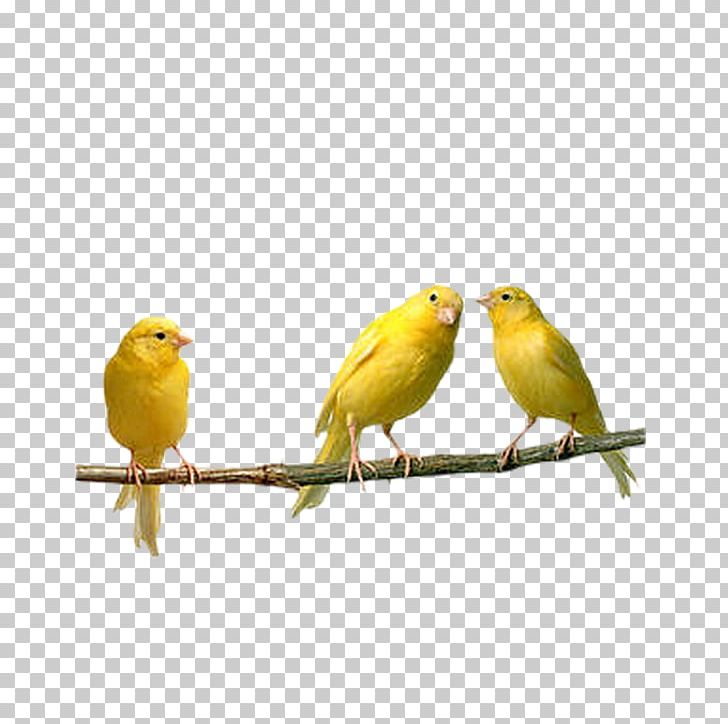 Bird Domestic Canary Finch Parrot Budgerigar PNG, Clipart, Animals, Atlantic Canary, Aviary, Beak, Bird Cage Free PNG Download