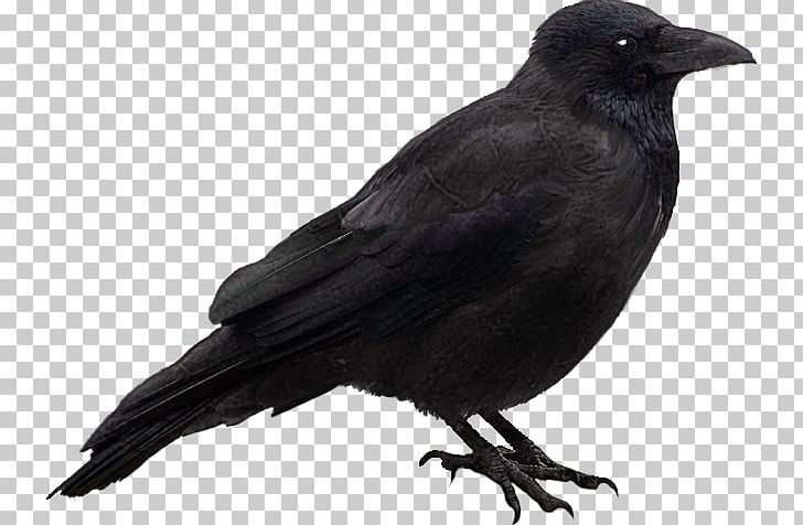 Carrion Crow Bird Rook Raven PNG, Clipart, American Crow, Beak, Bird, Blackbird, Carrion Crow Free PNG Download