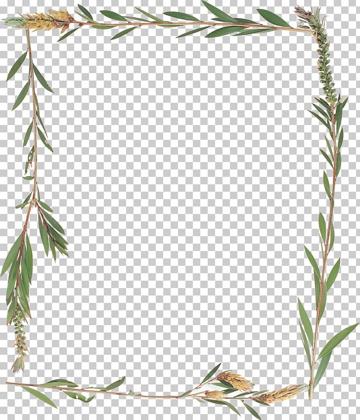 Frames Herbaceous Plant Photography PNG, Clipart, 2017, 2018, Adobe Flash, Adobe Flash Player, Branch Free PNG Download