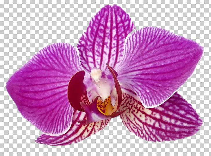 Moth Orchids Butterfly Violet Flower PNG, Clipart, Anthesis, Bloom, Blossom, Botany, Butterfly Free PNG Download