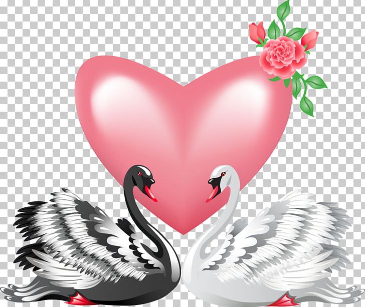 Black Swan Bird Valentine's Day PNG, Clipart, Animals, Beak, Bird, Black Swan, Butterfly Free PNG Download