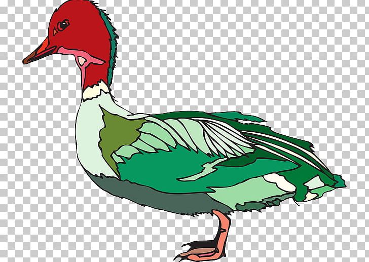 Duck Mallard Bird Goose PNG, Clipart, Anatidae, Animals, Artwork, Beak, Bird Free PNG Download