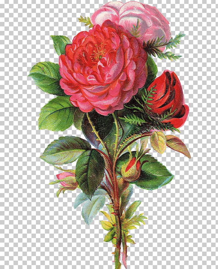 Garden Roses Bokmärke Cabbage Rose Floral Design Flower PNG, Clipart, Antique, Artificial Flower, Blume, Cabbage Rose, Cut Flowers Free PNG Download