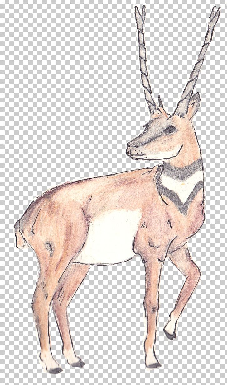 Musk Deer Antelope Reindeer Horn PNG, Clipart, Animal, Animals, Antelope, Antler, Cenozoic Free PNG Download