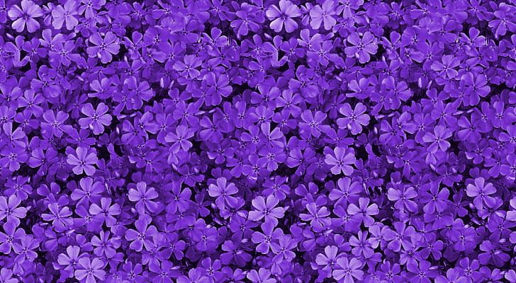 Pink Flowers Purple Violet PNG, Clipart, Annual Plant, Aubretia, Bellflower Family, Blue, Color Free PNG Download