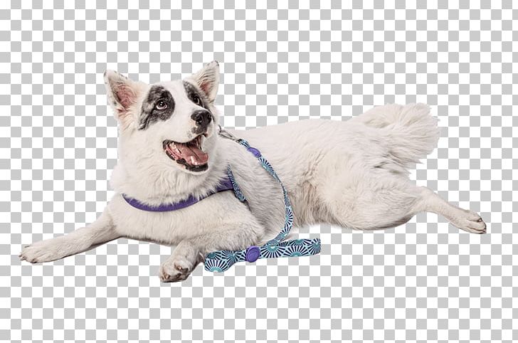 Whiskers Leash White Shepherd Cat Dog Harness PNG, Clipart, Biting, Carnivoran, Cat, Cat Like Mammal, Collar Free PNG Download