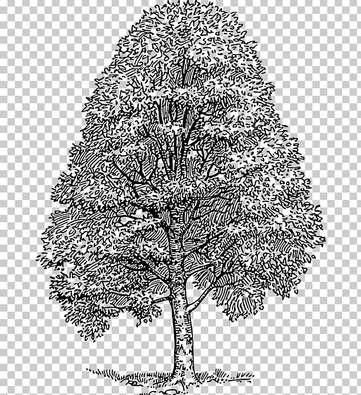 American Beech Drawing Tree Cedar PNG, Clipart, Beech, Beech Tree, Black And White, Botany, Branch Free PNG Download