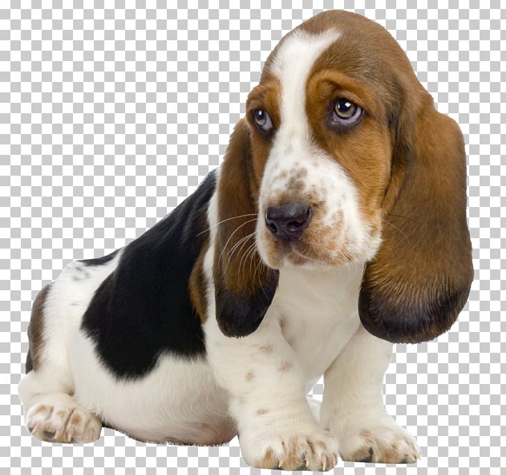 Basset Hound Beagle St. Bernard Puppy Kitten PNG, Clipart, Animals, Basse, Basset Artesien Normand, Breed, Carnivoran Free PNG Download