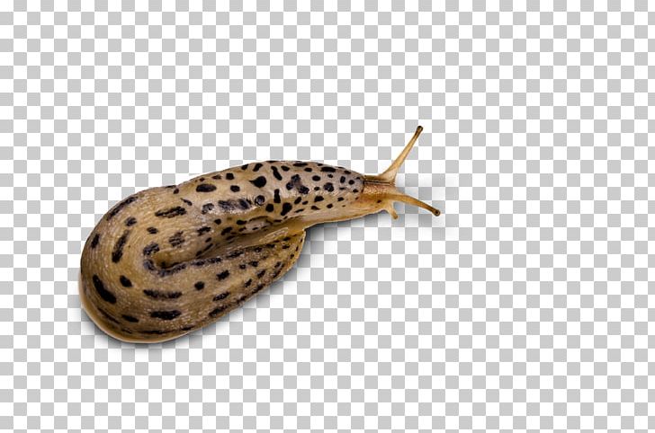 Red Slug Snail Gastropods Loche PNG, Clipart, Animal, Animals, Arion, Burgundy Snail, Fire Salamander Free PNG Download