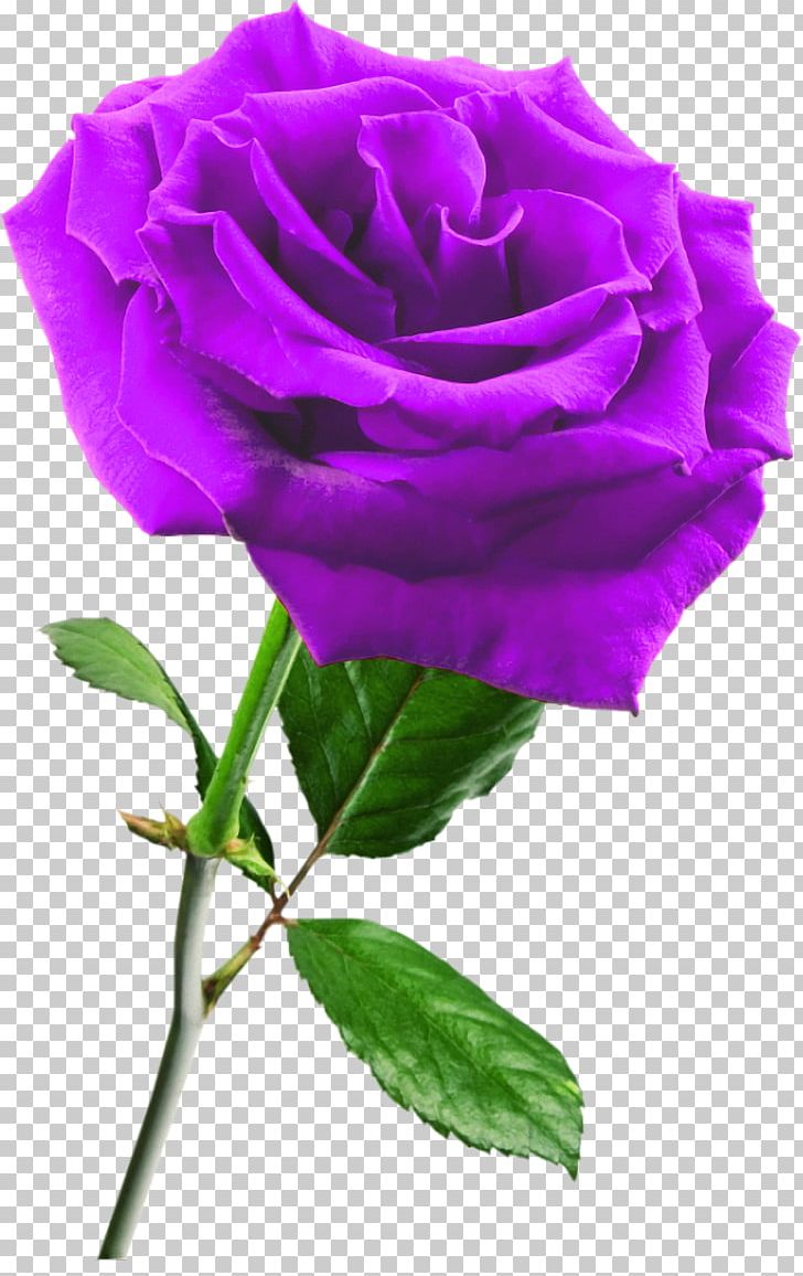 Rose Flower PNG, Clipart, Annual Plant, Color, Cut Flowers ...