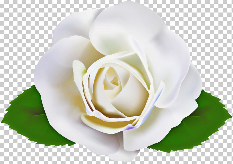 Garden Roses PNG, Clipart, Flower, Garden Roses, Hybrid Tea Rose, Petal, Plant Free PNG Download