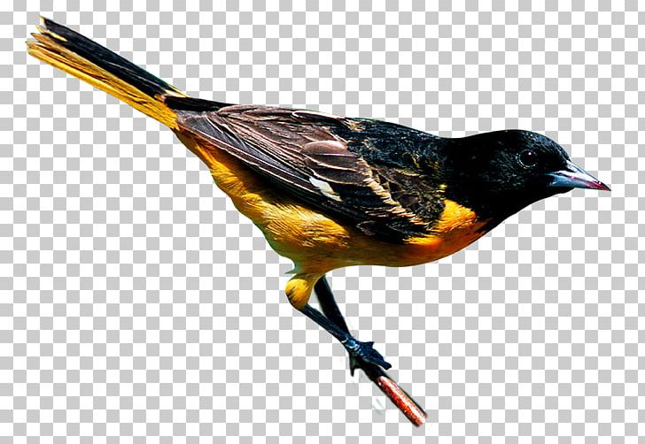 New York City Bird Finch Yellow-throated Warbler Baltimore Oriole PNG, Clipart, American Redstart, Animals, Baltimore Oriole, Beak, Bird Free PNG Download