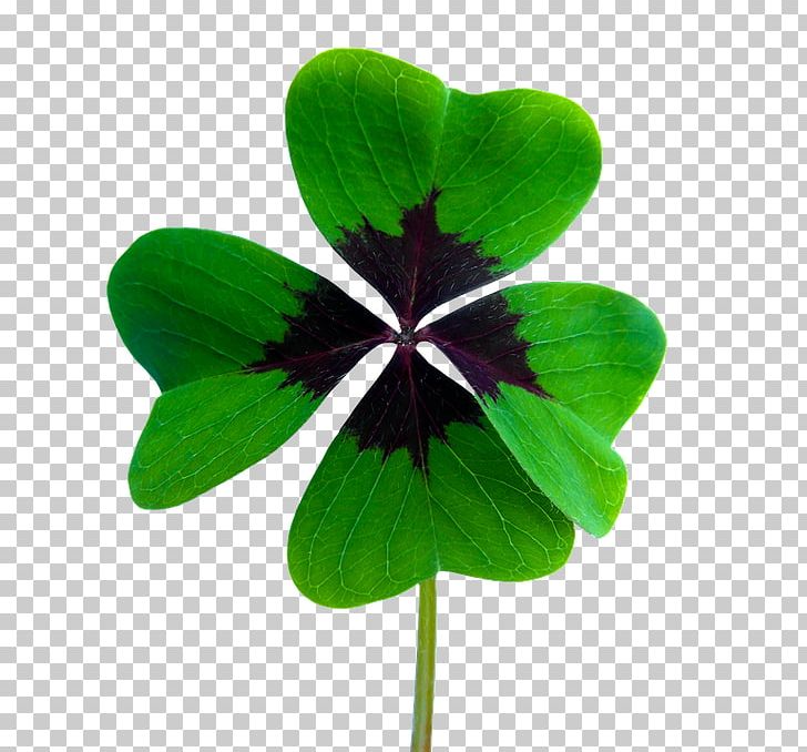 Luck Clover Scalable Graphics PNG, Clipart, Chimney Sweep, Clover, Computer, Computer Icons, Flower Free PNG Download