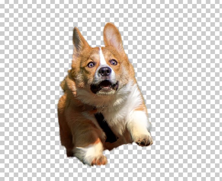 Pembroke Welsh Corgi Cardigan Welsh Corgi Pug Australian Stumpy Tail Cattle Dog PNG, Clipart, Animal, Animals, Asexual, Breed, Brindle Free PNG Download