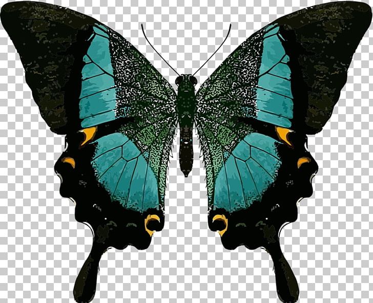 Swallowtail Butterfly Insect Symmetry Swallowtails PNG, Clipart, Animal, Arthropod, Brush Footed Butterfly, Butterflies And Moths, Butterfly Free PNG Download