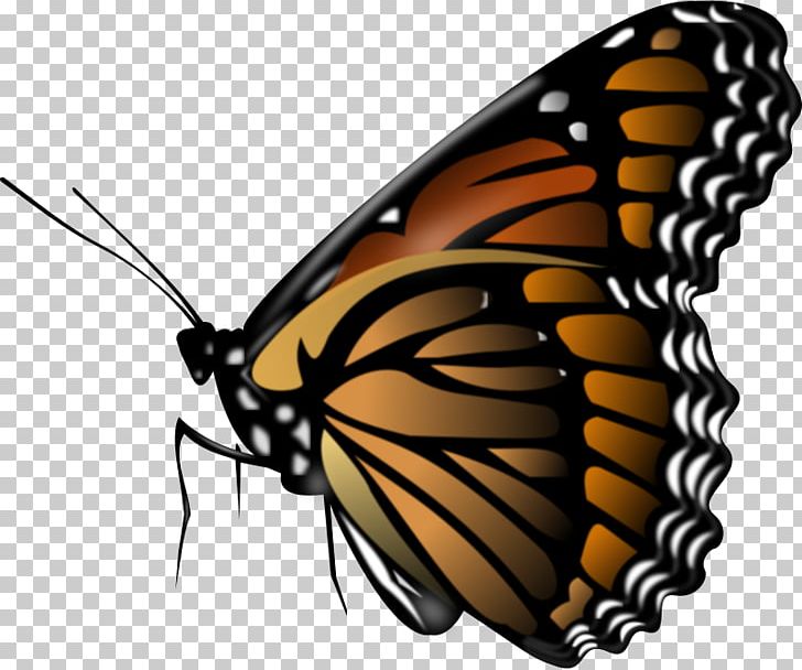 Butterfly Public Domain PNG, Clipart, Arthropod, Brush Footed Butterfly, Butterfly, Color, Insect Free PNG Download