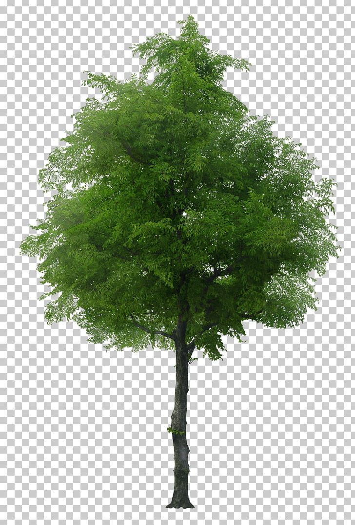 English Oak Tree Norway Maple Stock Photography PNG, Clipart, Arboles, Branch, English Oak, Evergreen, Juglans Free PNG Download