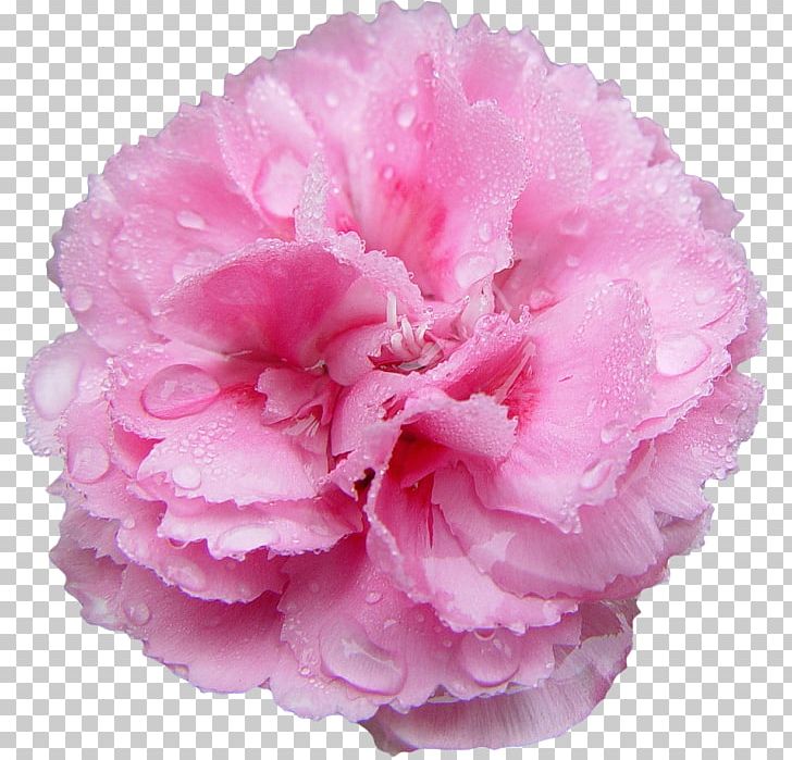 Pink Flowers Rose Carnation Nancy's Salon PNG, Clipart, Azalea, Carnation, Common Sunflower, Cut Flowers, Dianthus Free PNG Download
