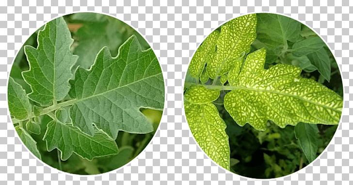 Plant Pathology Disease Medical Diagnosis Plant Nutrition PNG, Clipart, Agrobacterium, Disease, Food Drinks, Gall, Health Free PNG Download