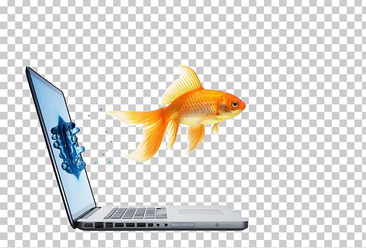 Viešbutis „Verslo Klasė“ Goldfish Advertising Responsive Web Design Business PNG, Clipart, Advertising, Blog, Bony Fish, Business, Fish Free PNG Download