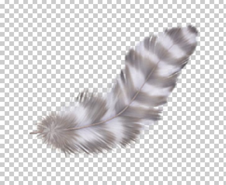 Encapsulated PostScript PNG, Clipart, Download, Encapsulated Postscript, Feather, Fur, Information Free PNG Download