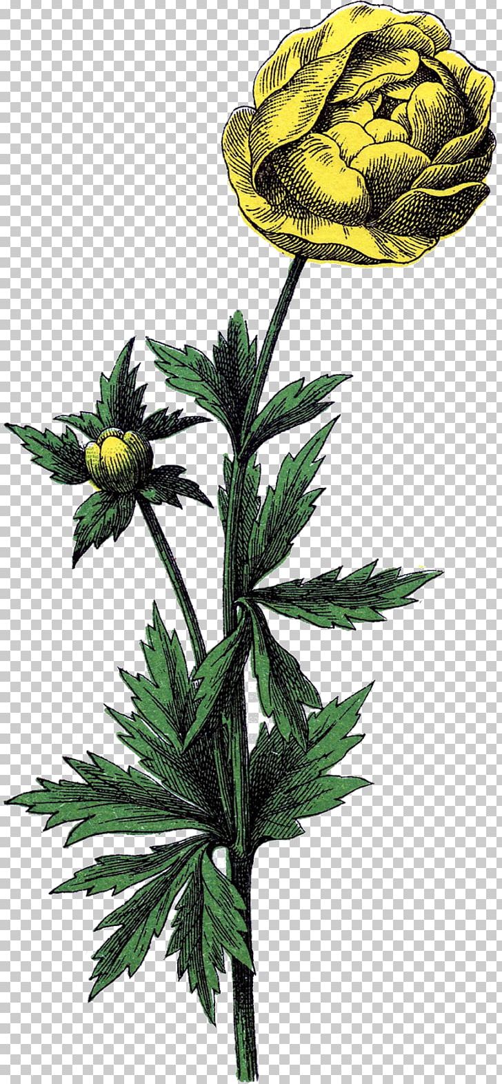 Flower Trollius Botanical Illustration Drawing PNG, Clipart, Antique, Botanical Illustration, Botany, Buttercup, Drawing Free PNG Download