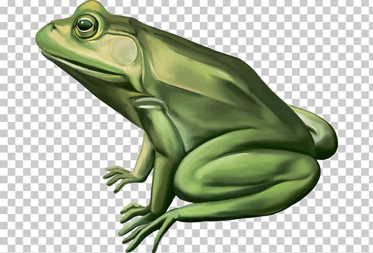 Frog Graphics Stock Photography PNG, Clipart, Amphibian, Bullfrog, Drawing, Fauna, Frog Free PNG Download