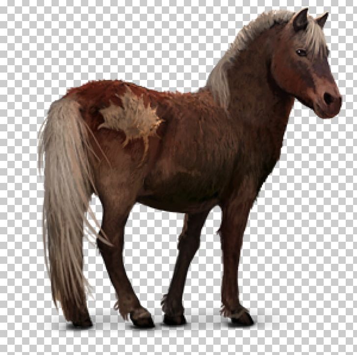 Sable Island Horse Barb Horse Pony Howrse Mustang PNG, Clipart, Animal, Animal Figure, Animals, Arabian Horse, Barb Horse Free PNG Download